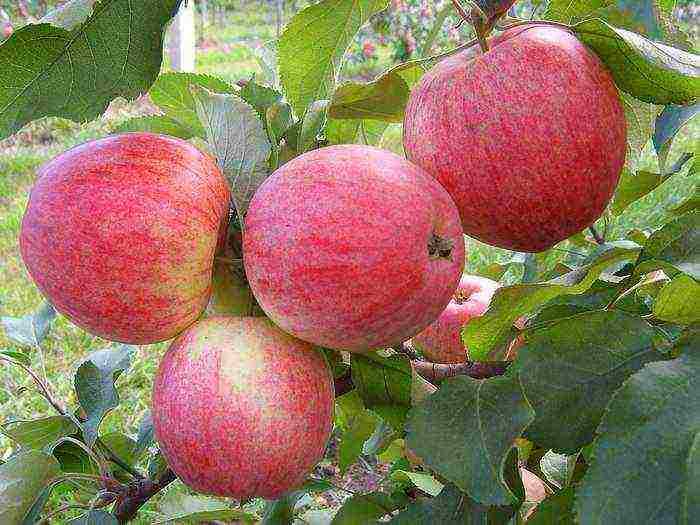 apple-tree the best varieties near Moscow