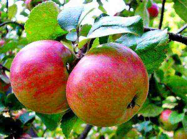 apple-tree the best varieties near Moscow