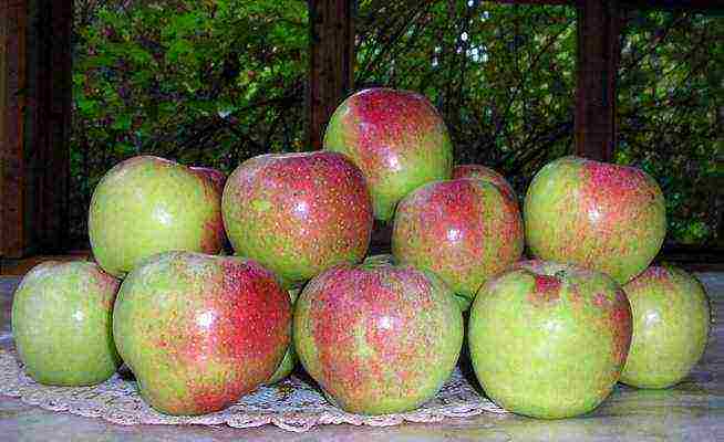 apple-tree the best varieties near Moscow