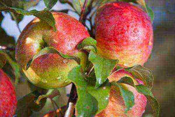 apple-tree the best varieties near Moscow