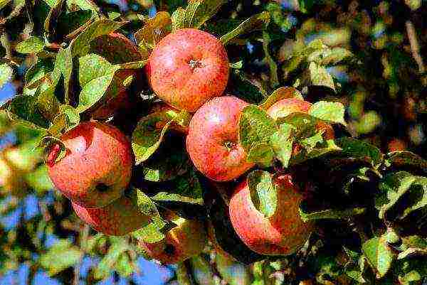 apple-tree the best varieties near Moscow