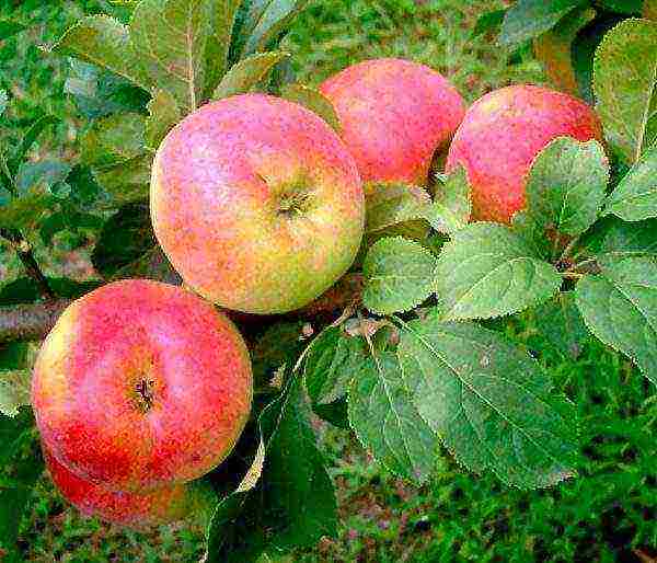 apple-tree the best varieties near Moscow