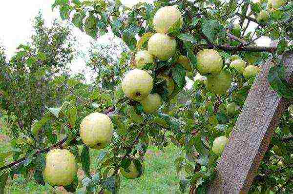 apple-tree ang pinakamahusay na mga varieties malapit sa Moscow