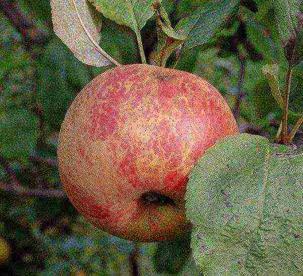ต้นแอปเปิ้ล พันธุ์ที่ดีที่สุดใกล้มอสโก