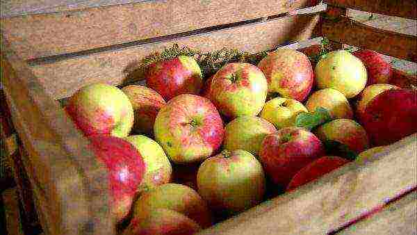 apple-tree the best varieties near Moscow