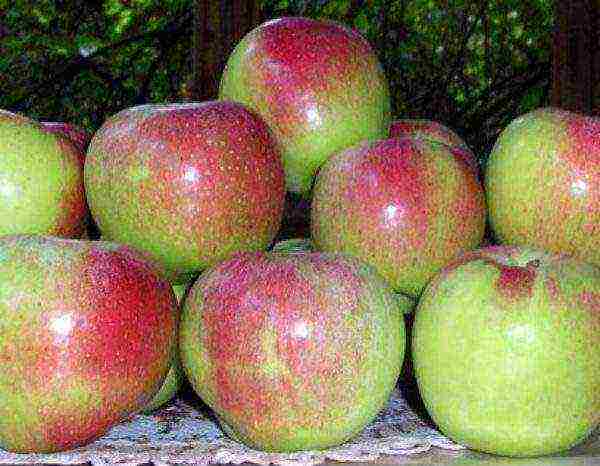 apple-tree the best varieties near Moscow