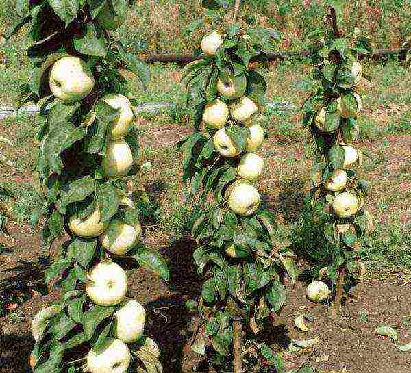 apple-tree the best varieties near Moscow