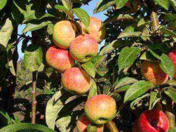 apple-tree the best varieties near Moscow