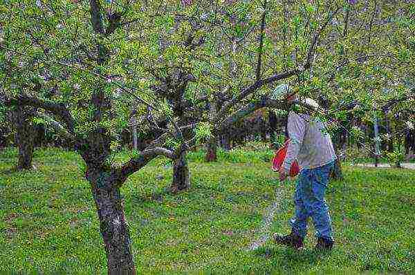 apple-tree ang pinakamahusay na mga varieties malapit sa Moscow