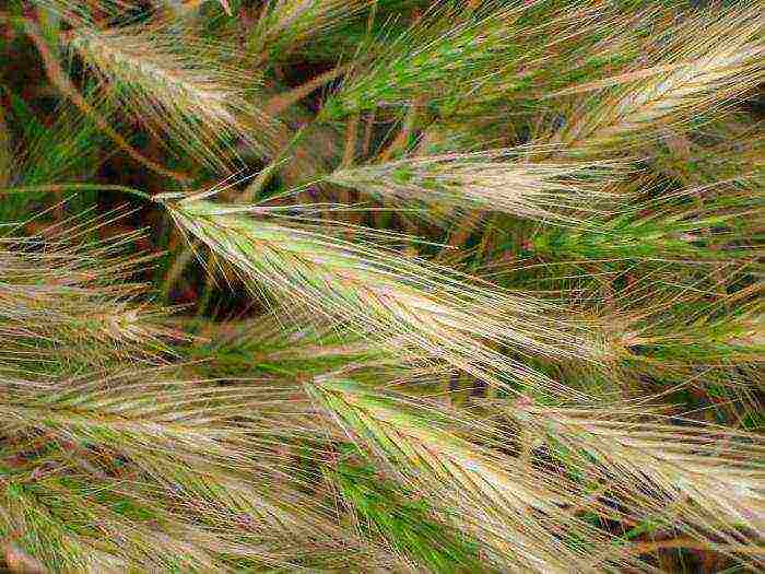 maned barley planting and care in the open field