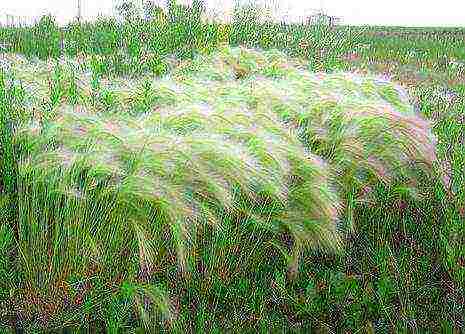 maned barley planting and care in the open field