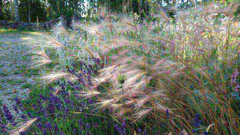 maned barley pagtatanim at pag-aalaga sa bukas na bukid