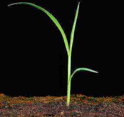 maned barley planting and care in the open field