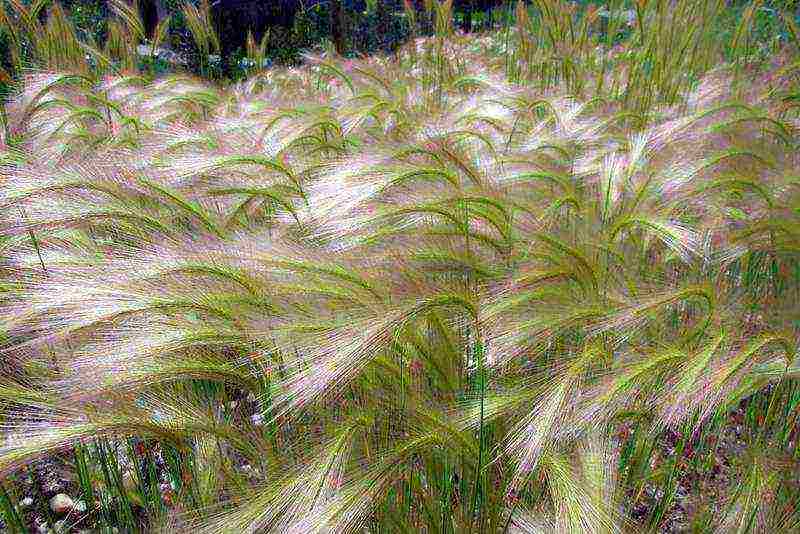 maned barley pagtatanim at pag-aalaga sa bukas na bukid