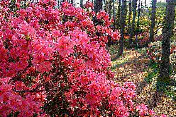 Japanese azalea garden planting and outdoor care