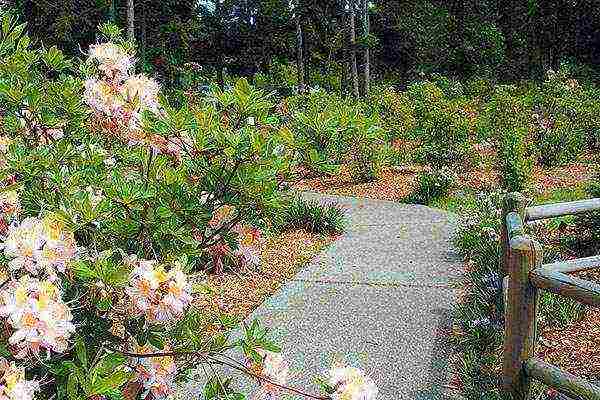 japanese azalea garden planting and outdoor care