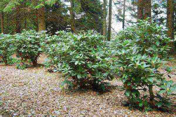Japanese azalea garden planting and outdoor care