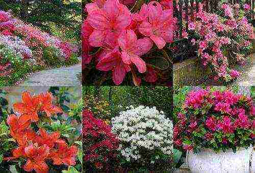 japanese azalea garden planting and outdoor care