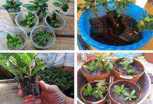 japanese azalea garden planting and outdoor care