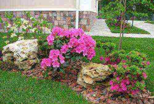 japanese azalea garden planting and outdoor care