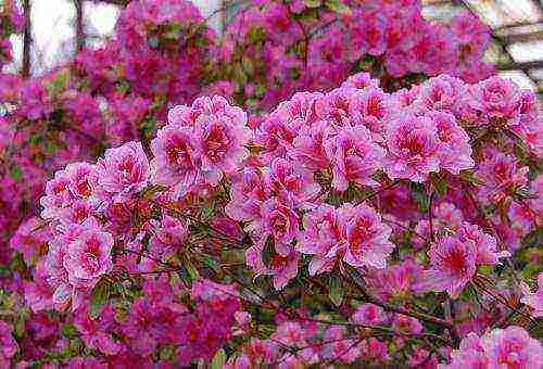 japanese azalea garden planting and outdoor care