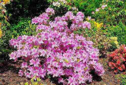 japanese azalea garden planting and outdoor care