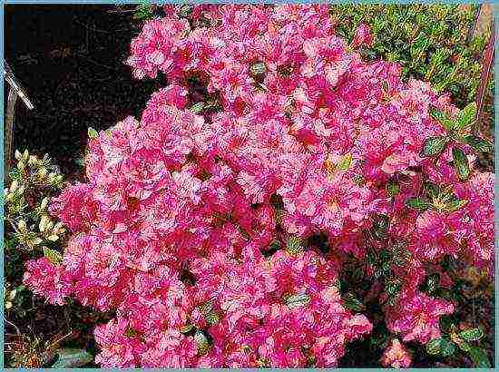 japanese azalea garden planting and outdoor care