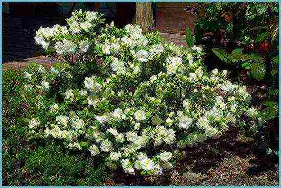 japanese azalea garden planting and outdoor care