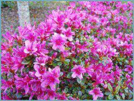 Japanese azalea garden planting and outdoor care