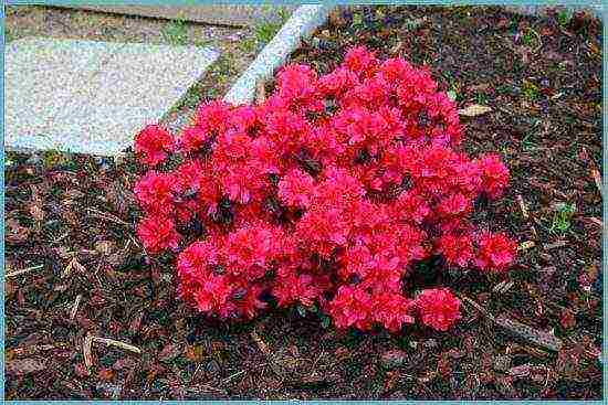 Japanese azalea garden planting and outdoor care