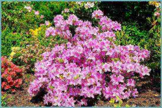 Japanese azalea garden planting and outdoor care