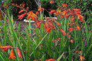 Japanese gladiolus planting and care in the open field