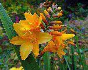 Japanese gladiolus planting and care in the open field