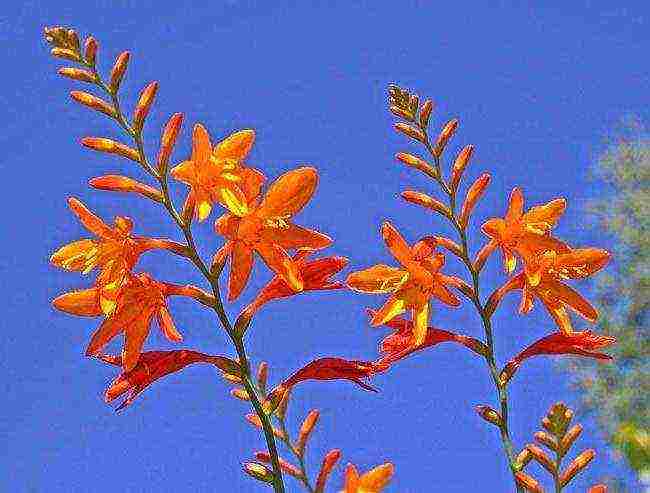 Japanese gladiolus planting and care in the open field