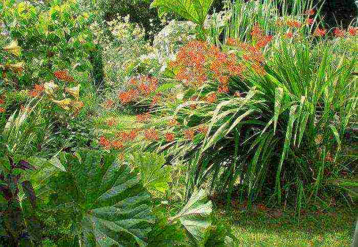 Japanese gladiolus planting and care in the open field