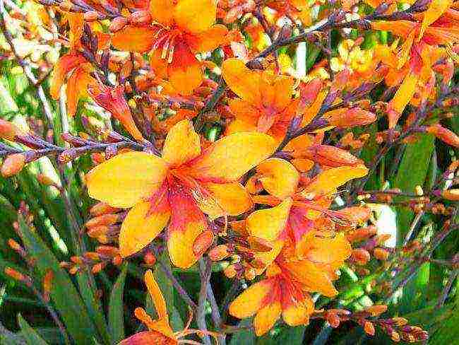 Japanese gladiolus planting and care in the open field