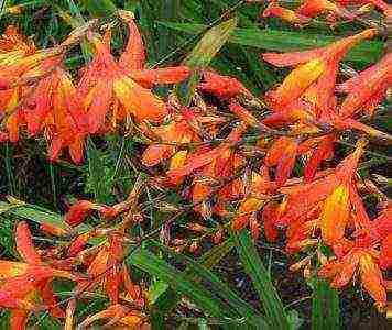 Japanese gladiolus planting and care in the open field