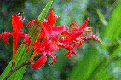 Ang Japanese gladiolus na pagtatanim at pangangalaga sa bukas na bukid