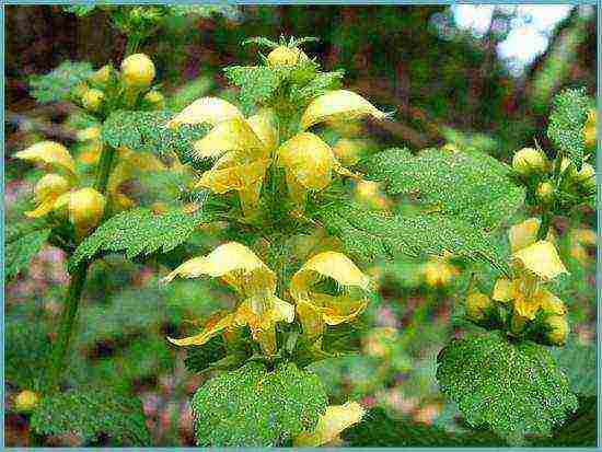 Yasnotka planting and care in the open field in the Urals