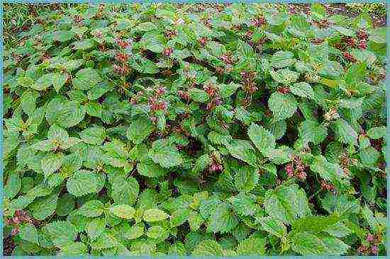 Yasnotka planting and care in the open field in the Urals