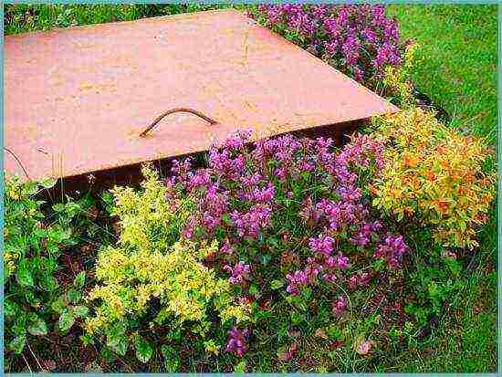 Yasnotka planting and care in the open field in the Urals