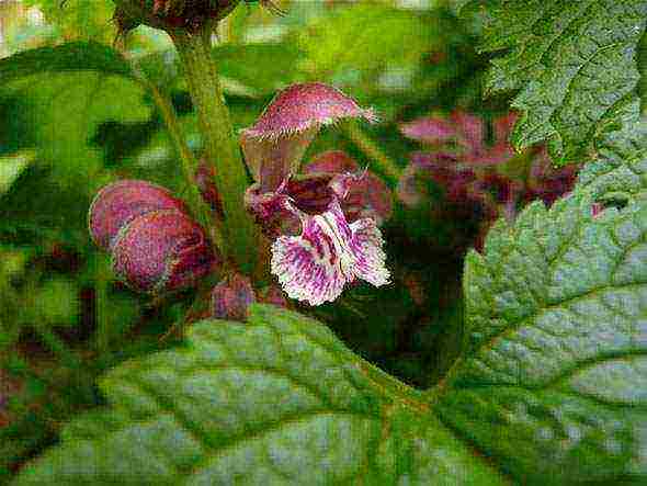 Yasnotka planting and care in the open field in the Urals