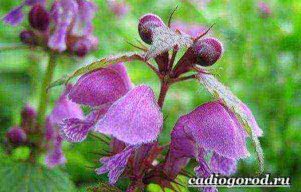 Yasnotka planting and care in the open field in the Urals