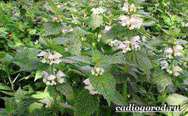 Yasnotka planting and care in the open field in the Urals