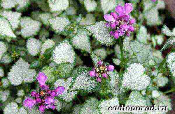 Yasnotka planting and care in the open field in the Urals