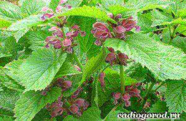 Yasnotka planting and care in the open field in the Urals