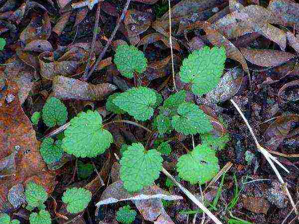 Yasnotka planting and care in the open field in the Urals