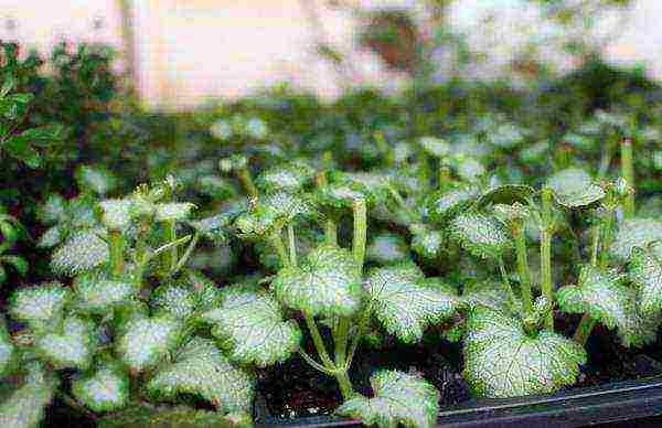 Yasnotka planting and care in the open field in the Urals