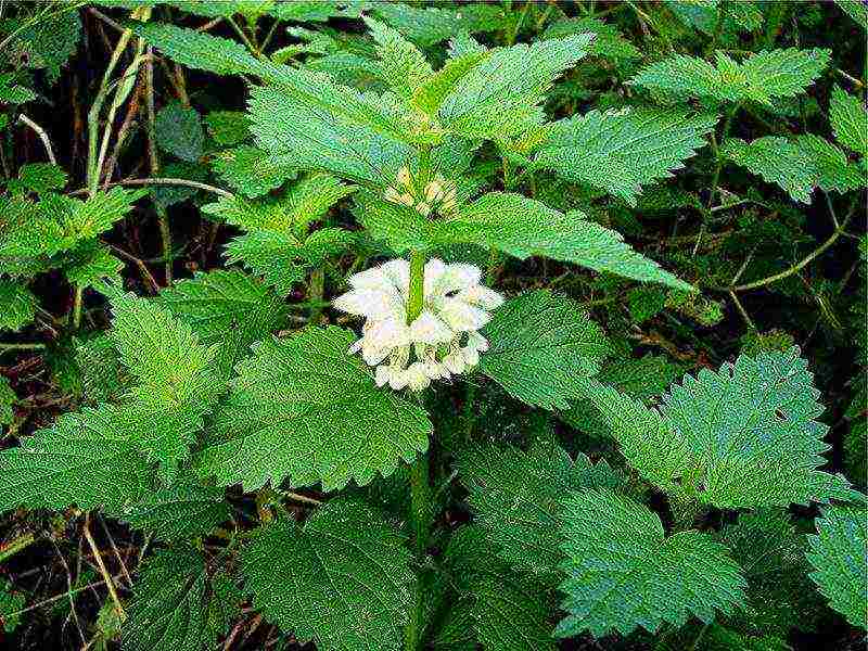 Yasnotka planting and care in the open field in the Urals