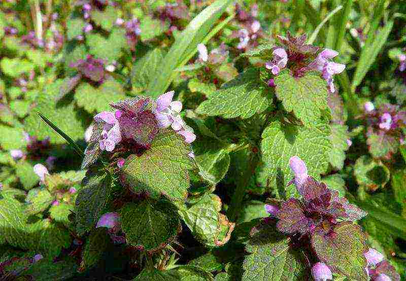 Yasnotka planting and care in the open field in the Urals